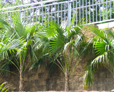 Coccothrinax barbadensis syn. alta